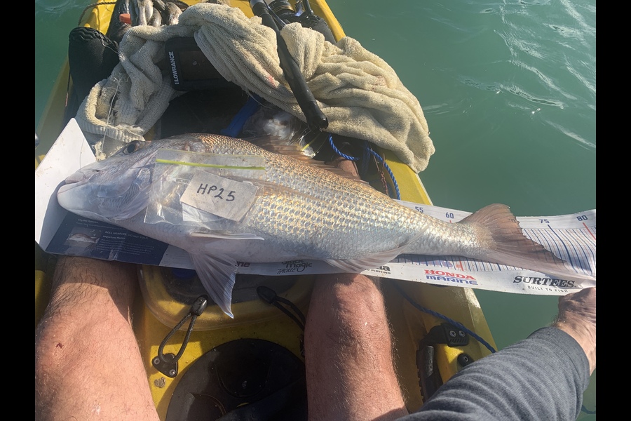 Mark Piskulic caught this 68cm Snapper at Northland during The Hirepool Baitmates Fishing Comp